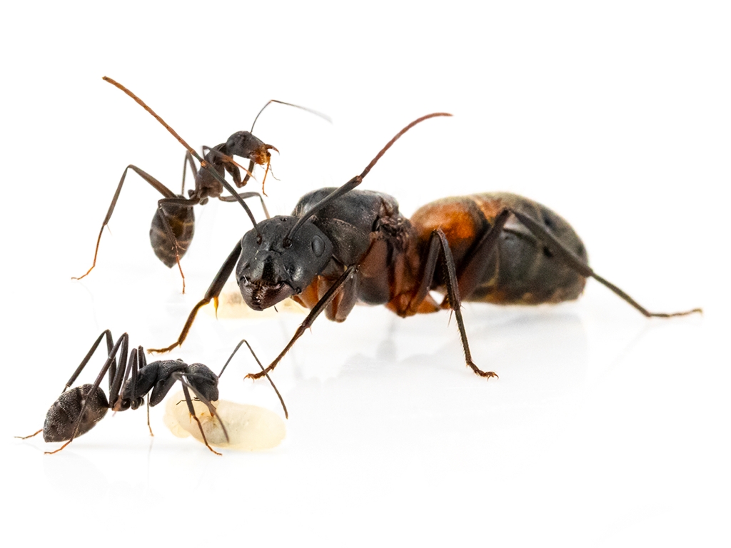 Camponotus cruentatus